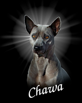 Chawa